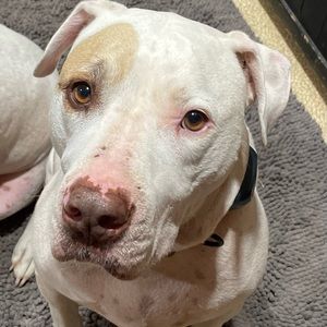 Meet your Posher, Lan dai